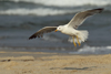 Larus armenicus